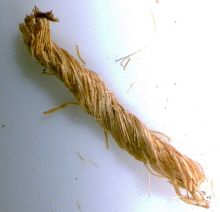 Plantefibre tråd som blev fundet af Karin M. Frei. (Billede tilhører KMF)